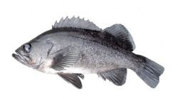 black rockfish
