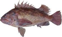 brown rockfish