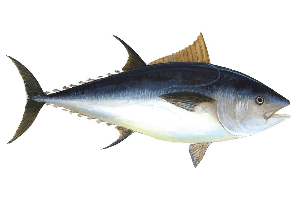 Pacific Bluefin Tuna